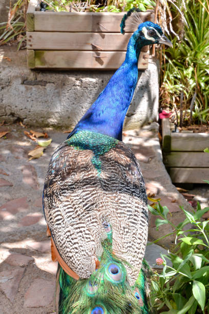 istock Colred Peacock Animal Bird 1059987328
