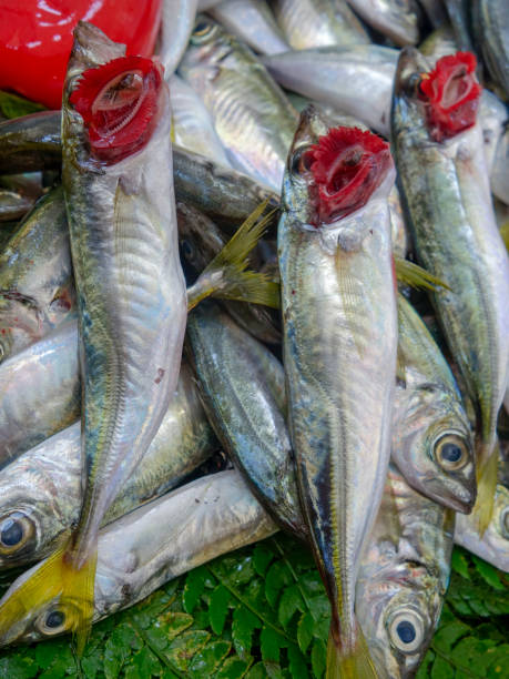 istock red gills fresh fish in the fish market 1059987592