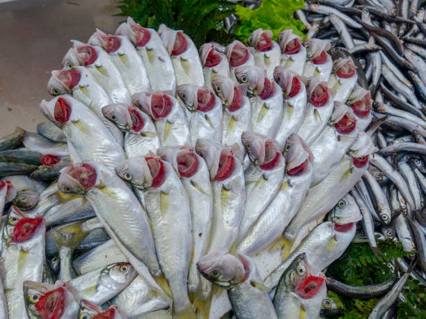istock Fresh fish at a market in Istanbul 1059987782