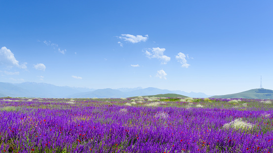 Alpine meadows in Armenia
