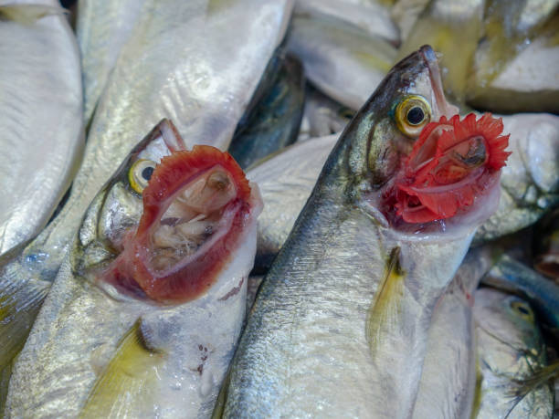 istock red gills fresh fish in the fish market 1059991496