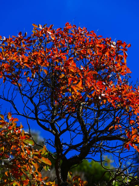 istock The sumac in autumn 1059991762