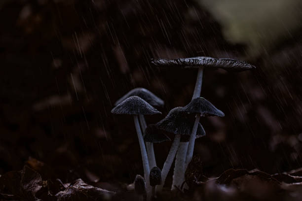 jesień - mushrooms mushroom fungus fungi undergrowth zdjęcia i obrazy z banku zdjęć