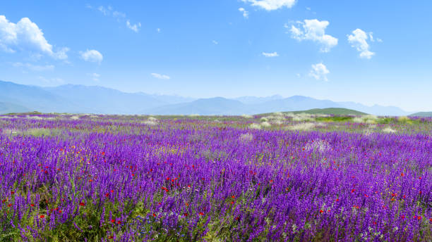 istock Lupins flowers 1059993074