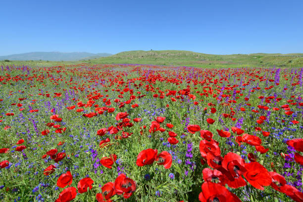 цветы мака - field poppy single flower flower стоковые фото и изображения