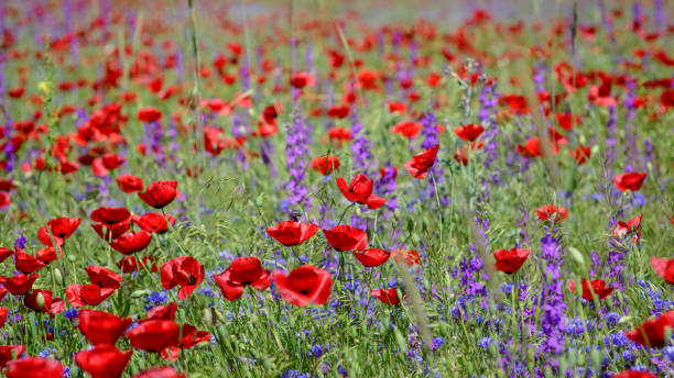 istock Poppy flowers 1059993782
