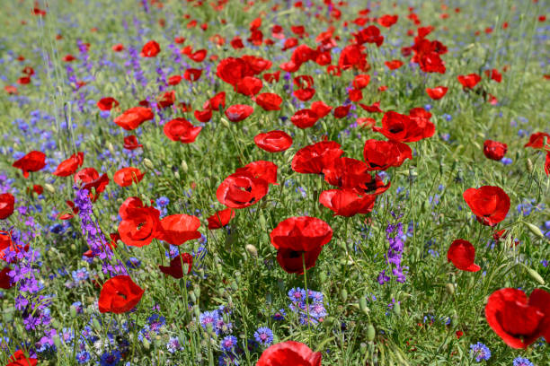 istock Poppy flowers 1059993864
