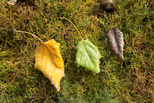 istock Leaves in autumn 1059993974