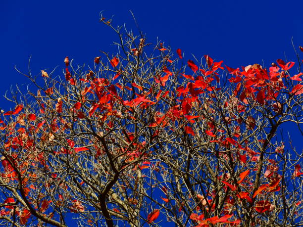 istock The sumac in autumn 1059996088