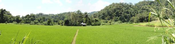 istock panoramic view of green lush rice fields almost ready for harvest, small communal farm, rural Northern Thailand, Mae Hong Son, Southeast Asia 1059997136