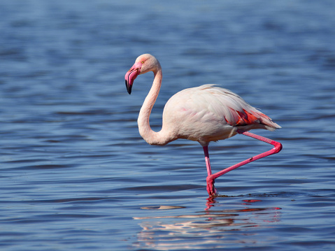 The greater flamingo (Phoenicopterus roseus) in a lake