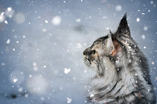 Grey cat with long fur watching snowflakes fall outside in winter scene.