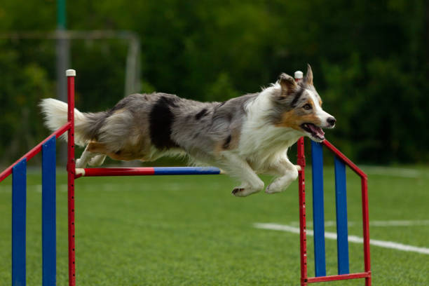 istock Border Collie breed dog for a walk on a summer sunny day 1059998946