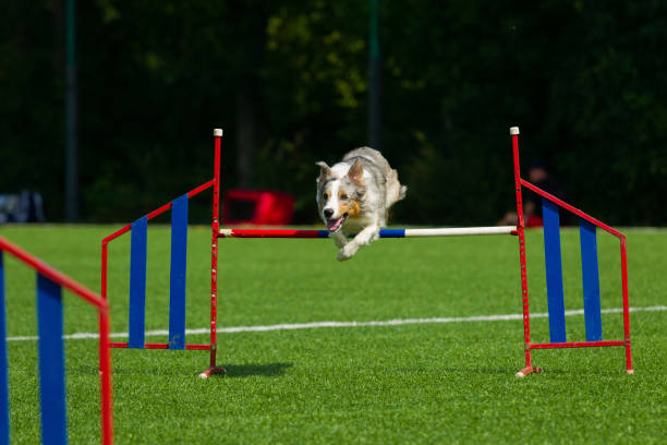 istock Border Collie breed dog for a walk on a summer sunny day 1059998954
