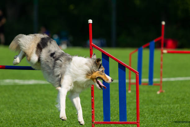 istock Border Collie breed dog for a walk on a summer sunny day 1059999006