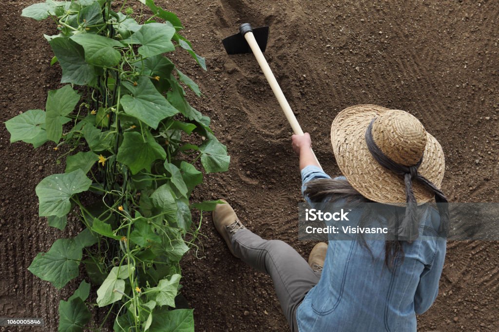 woman farmer working with hoe in vegetable garden, hoeing the soil near a cucumber plant, top view and copy space template Garden Hoe Stock Photo