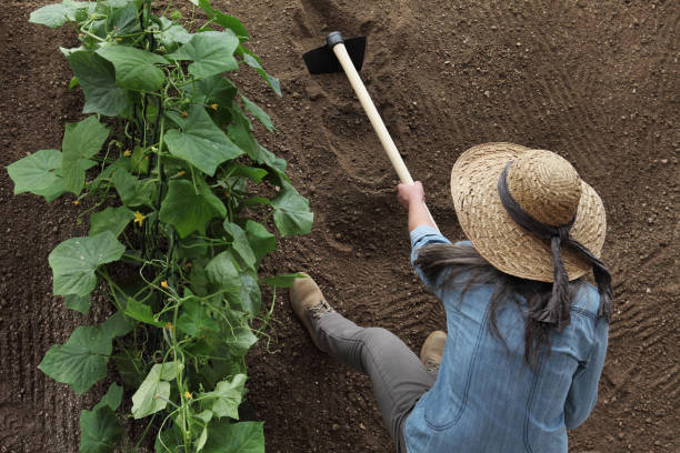woman farmer working with hoe in vegetable garden, hoeing the soil near a cucumber plant, top view and copy space template woman farmer working with hoe in vegetable garden, hoeing the soil near a cucumber plant, top view and copy space template garden hoe photos stock pictures, royalty-free photos & images