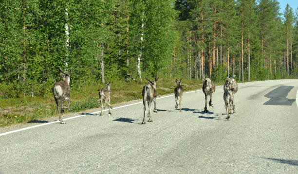 istock Reindeers (Rangifer tarandus) with cubs are running on forest road 1060005974