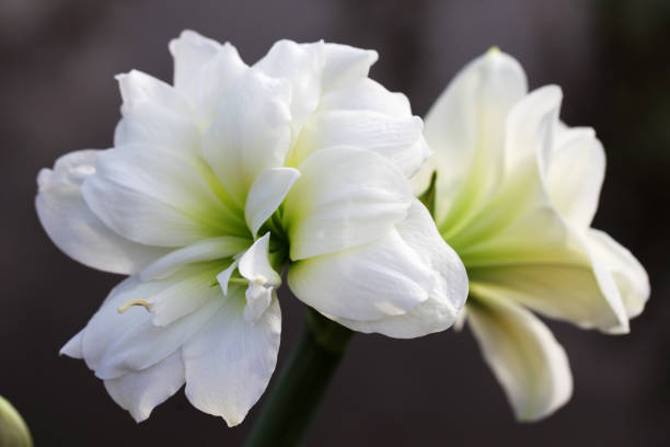 istock close up of white amaryllis flower background 1060007804