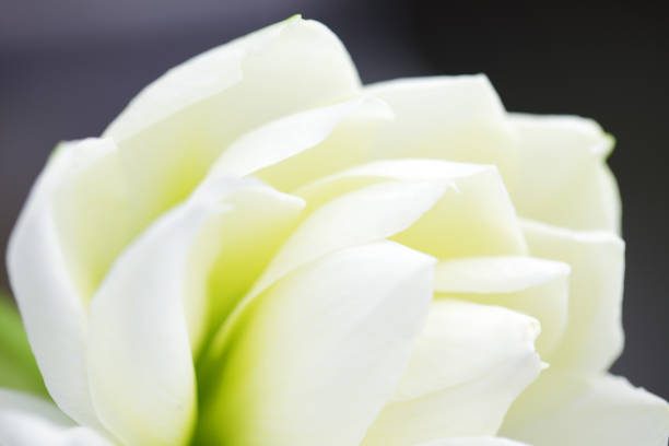 istock close up of white amaryllis flower background 1060007882