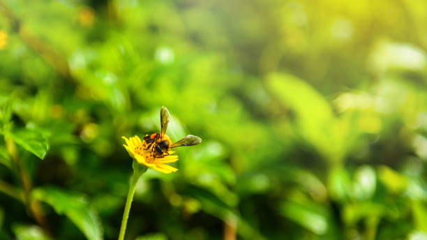 istock Bee on the yellow flower field 1060010664