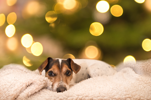 cute little Jack Russell Terrier 11 years old. Dog lies on white blanket in front of blurred christmasy background