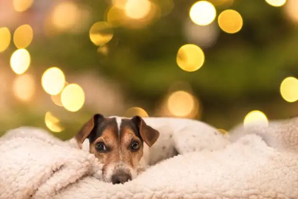 Photo of cute little Jack Russell Terrier 11 years old. Dog lies on white blanket in front of blurred christmasy background