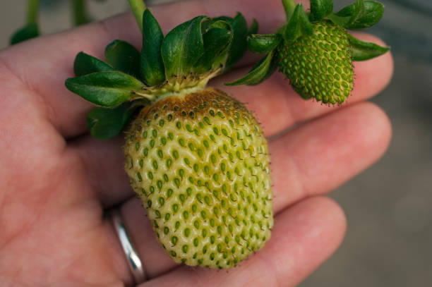 A green strawberry fruit showing the classic russeting of thrips damage around the calyx