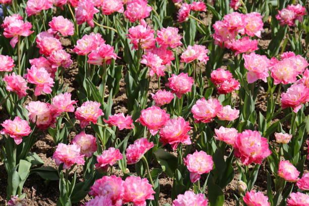 istock Pink carnations are the most commonly shared and are believed to have the deepest meaning. 1060012332