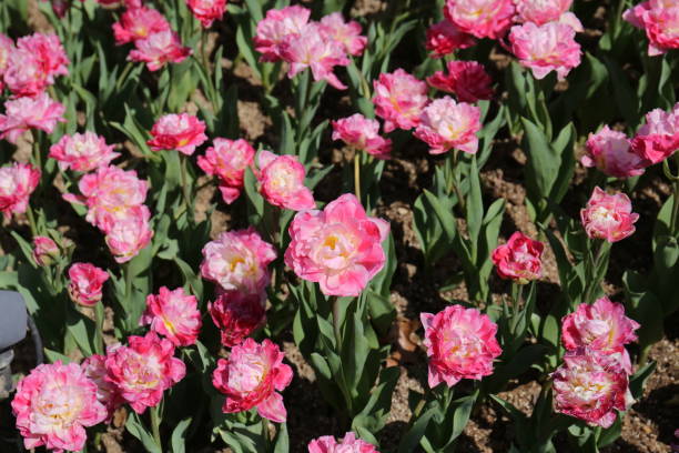 istock Pink carnations are the most commonly shared and are believed to have the deepest meaning. 1060012344