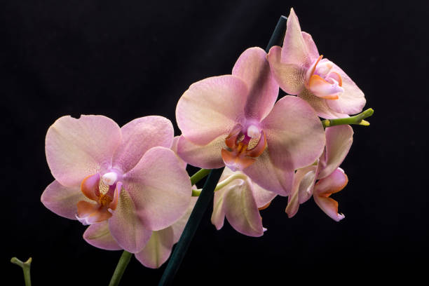 istock Pastel orchid flower isolated on black background 1060012718