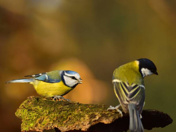 istock The Eurasian blue tit and the Great tit 1060015388