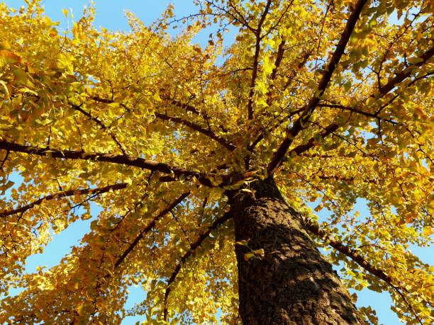 istock yellow ginkgo tree in diminishing perspective in the fall 1060015876