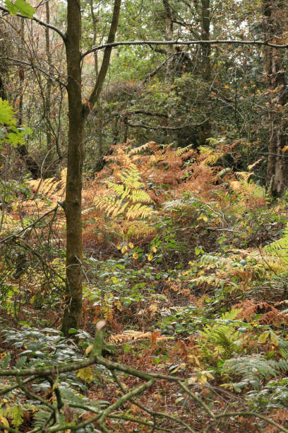 istock Autumnn woodland 1060015978