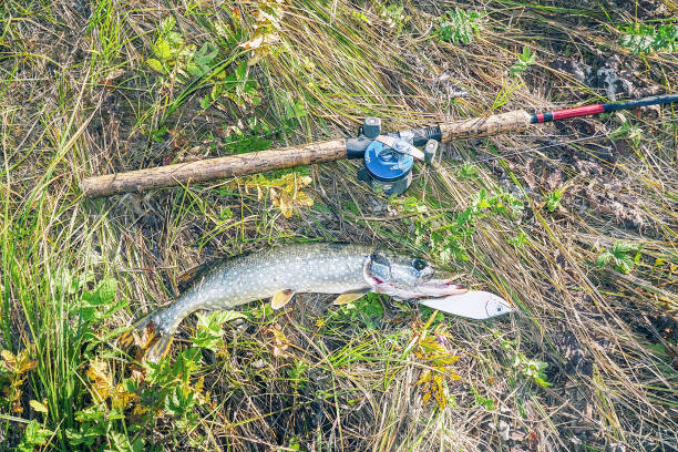 istock Pike and spinning on autumn grass 1060017468