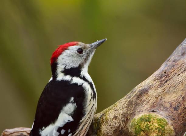 istock The middle spotted woodpecker (Dendrocoptes medius) on a limb 1060017678