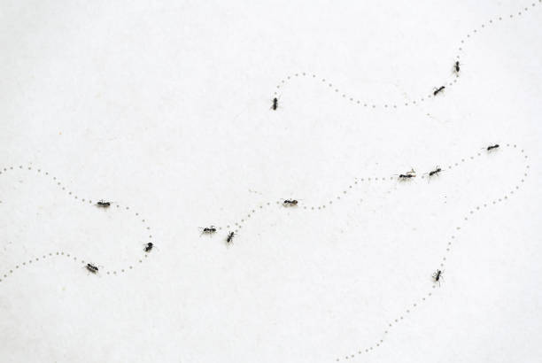 Black Marching Ants Walking with Trail Effect