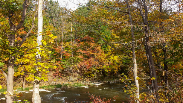 herbstlaub am tonawanda creek am indischen falls auch bekannt als big falls - tonawanda creek stock-fotos und bilder