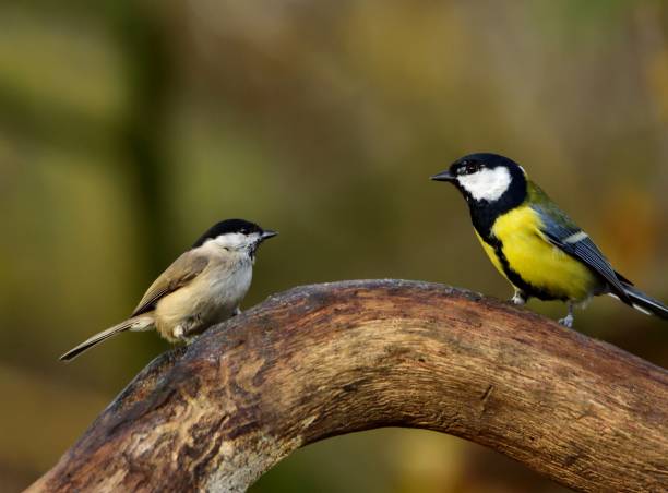 istock The great tit (Parus major) on a twig 1060020370