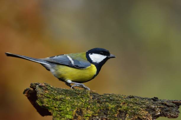istock The great tit (Parus major) on a twig 1060020388
