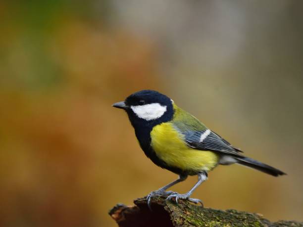 istock The great tit (Parus major) on a twig 1060020430