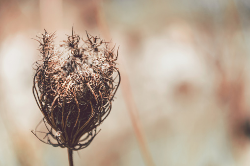 A close-up of a beautiful dried Queen Anne's Lace or Daucus Carota flower that is surrounded by other dried vegetation during the summer season.