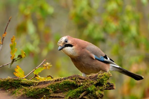 istock The Eurasian jay (Garrulus glandarius) on green background 1060020958