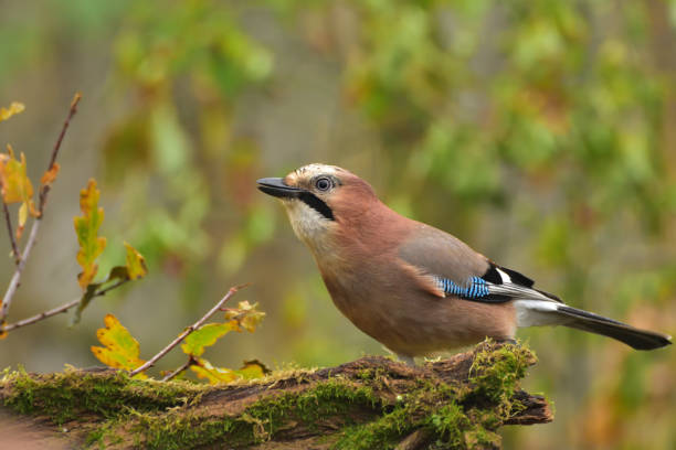 istock The Eurasian jay (Garrulus glandarius) on green background 1060020964