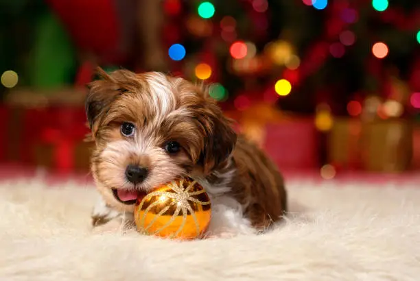 Cute Havanese puppy dog is playing with a golden Christmas tree ball ornament