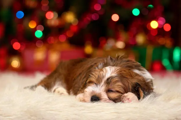Cute sleeping Bichon Havanese puppy dog is dreaming about Christmas