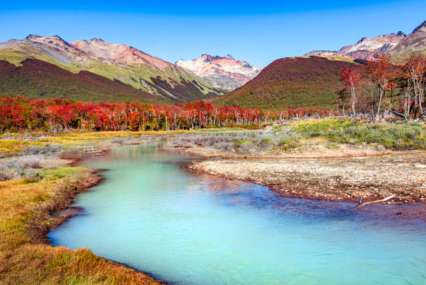 Beautiful landscape of lenga forest, mountains at Tierra del Fuego National Park, Patagonia Beautiful landscape of lenga forest, mountains at Tierra del Fuego National Park, Patagonia, autumn tierra del fuego archipelago stock pictures, royalty-free photos & images