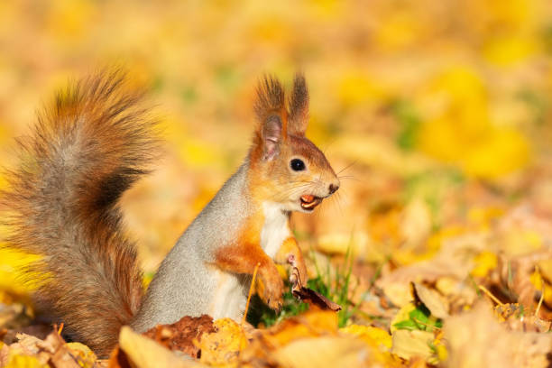 istock Squirrel in the autumn park 1060023610