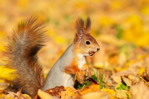 istock Squirrel in the autumn park 1060023622