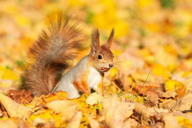 istock Squirrel in the autumn park 1060023626